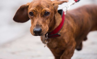 Le chien avait été dissimulé dans un grand sac en plastique pour être introduit en cabine.