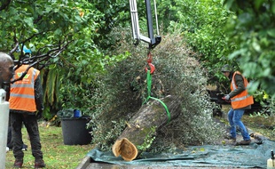 A Menton, un olivier plus que centenaire a été abattu car il a été touché par la Xylella fastidiosa.