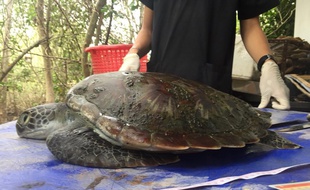 La carcasse de la tortue verte, que les soigneurs ont essayé de sauver pendant deux jours.