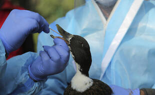 Les canards aussi ont droit à leurs tests PCR.