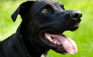 Un labrador (Illustration).