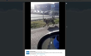 Le loup qui se balade aux Pays-Bas depuis le 7 mars 2015, a été photographié par un internaute.