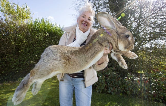 Royaume-Uni : Le plus grand lapin du monde volé, un appel à témoins lancé par la police