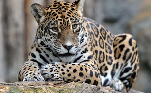 Un jaguar dans un zoo en République tchèque.