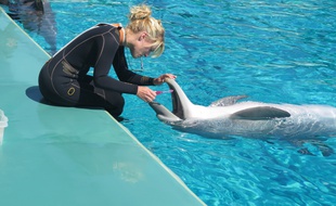Les dauphins de Planète sauvage sont très prisés des visiteurs