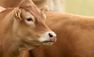 En Corrèze, Vivien Letourneur élève des vaches de race limousine.