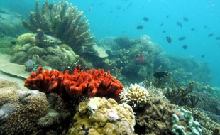 La zone marine protégée de la baie de Honda près de l'île de Palawan aux Philippines