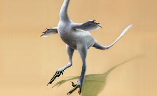 « Halszka » possédait des caractéristiques du vélociraptor, du cygne et du pingouin.