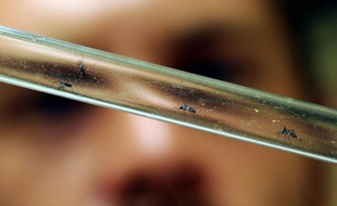 A scientist examines tiger mosquitos on August 9, 2012, in Montpellier, southern France, at a laboratory of the EID center (Entente departementale pour la demoustification) which conducts research on mosquitoes. EID Med is an inter-departmental public organization in charge of the mosquito control to protect public health and environment and improve the quality of life. AFP PHOTO / PASCAL GUYOT