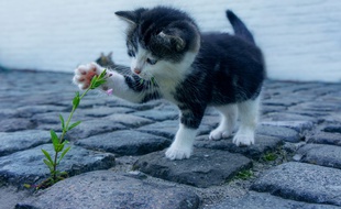 Le chaton est sorti indemne du capot de la voiture.