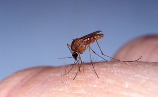 Le virus du Nil occidental est principalement transmis à l'homme par le moustique.