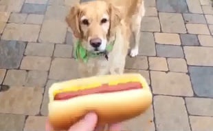 Fritz arrivera-t-il à attraper dans sa gueule ce hot-dog?