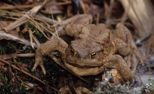 Un crapaud épineux.