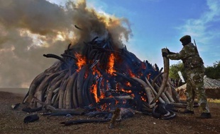 Un officier kenyan se tient près d'une pile de 15 tonnes d'ivoire brûlée dans un parc de Nairobi le 3 mars 2015