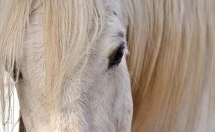 Cheval blanc. Image d'illustration.