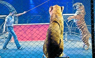 Répétition des fauves pour le spectacle Symphonik du cirque Gruss