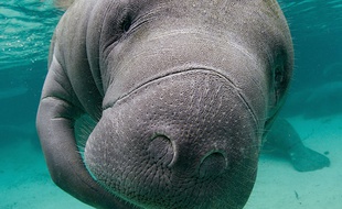 Portrait d'un lamantin