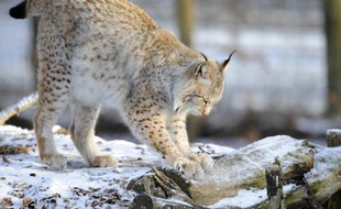 Un lynx du parc animalier de Sainte-Croix, en Moselle, en décembre 2012.