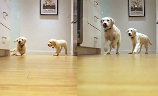 Tous les jours, les chiots Colby et Bleu se ruent sur leur gamelle à l'heure du dîner.
