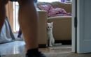 Votre chat se cache dès que quelqu’un entre chez vous ? Ce n’est pas qu’une question de timidité
