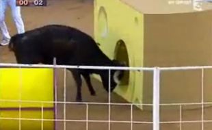 Une vachette du jeu «Intervilles» sur France 3.