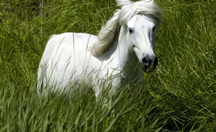 Illustration d'un cheval blanc, en Camargue.