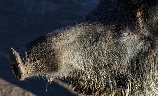 L'homme cherchait à abattre un sanglier blessé par des chasseurs la veille.