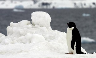 Le changement climatique tue beaucoup de bébés manchots en Argentine et pourrait aussi affecter ces oiseaux dans l'Antarctique, selon deux études publiées mercredi aux Etats-Unis.