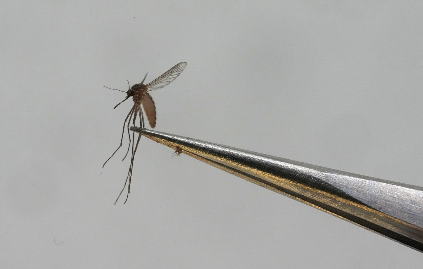 Dordogne : 15 cas de chikungunya recensés près de Bergerac par l'agence régionale de santé