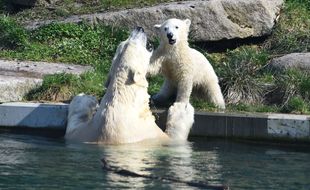 Ours polaires au parc zoologique et botanique de Mulhouse