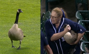 Une oie perturbe un match de baseball - Le Rewind