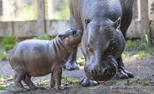 Illustration d'un bébé hippopotame pygmée dans un zoo de Suède en 2014.