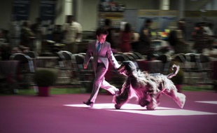 Présentation d'un chien lors du 137e championnat de France des éleveurs, à Dijon le 6 juin 2015
