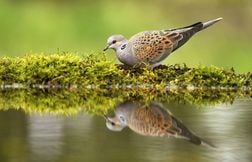 La tourterelle des bois va-t-elle être chassée de nouveau ?