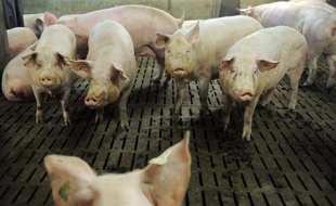 Des porcs dans un élevage à Ploneour-Lanvern (Finistère), le 11 août 2015.