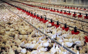 Première productrice de volailles en Europe, la filière avicole française subit une érosion depuis quelques années, pâtissant à la fois de la concurrence internationale et de la progression des importations dans l'Hexagone.