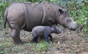 Un rhinocéros de Sumatra et son bébé à Lampung le 25 juin 2012