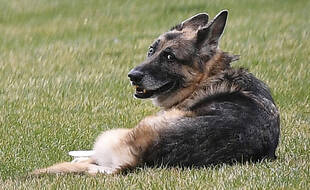 Champ, chien de Joe Biden