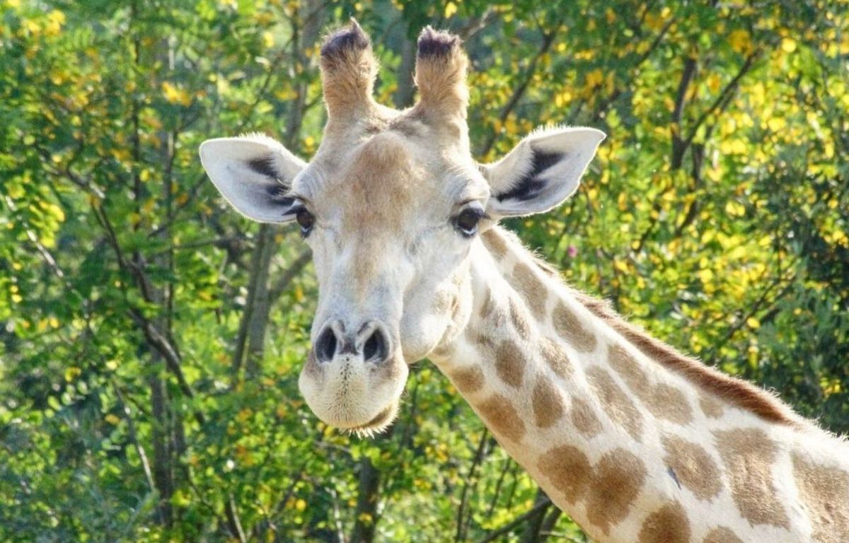 Un Safari Près De Nantes Mots Fléchés Toulouse : Le zoo African Safari sous le choc après la mort inexpliquée de  la girafe Onduri