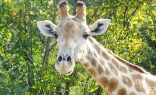 La girafe Onduri, femelle gestante de 19 ans, est morte brutalement au zoo African Safari de Plaisance-du-Touch.