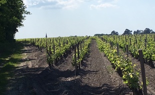 Vignes à Arsac, dans le Médoc (Gironde)