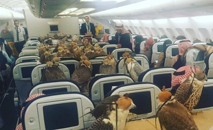 lensoo, un utilisateur de Reddit a publié cette photo de faucons à bord d'un avion
