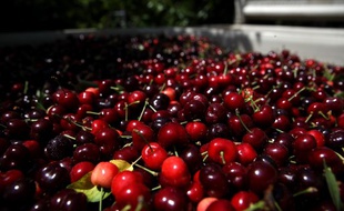 Sur six ans, 89% des échantillons de cerises analysées par la DGCCRF (Direction générale de la concurrence, de de la consommation et de la répression des fraudes) contiennent des traces de pesticides, indique l'ONG Générations Futures.