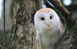 Deux chouettes effraies sauvées par des écoliers et relâchées en Essonne