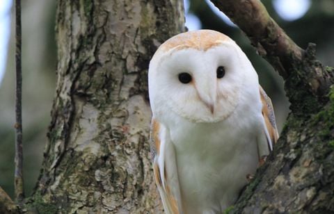 Deux chouettes effraies sauvées par des écoliers et relâchées en Essonne