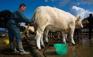 Une vache de race charolaise lors d'un concours agricole dans la Sarthe en janvier 2010.