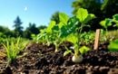 Semez ces légumes faciles avant la nouvelle lune de juillet pour des récoltes express dès la rentrée, même en période de chaleur