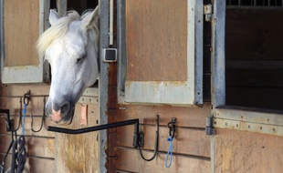 Un cheval dans un centre équestre dans Les Yvelines (illustration).