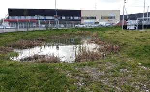 Strasbourg: Comment la biodiversité se fait une place dans le béton et les zones d'activité. Ici, une mare au siège de Puma à Illkirch