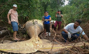 Une baleine à bosse découverte au beau milieu de la forêt amazonienne.